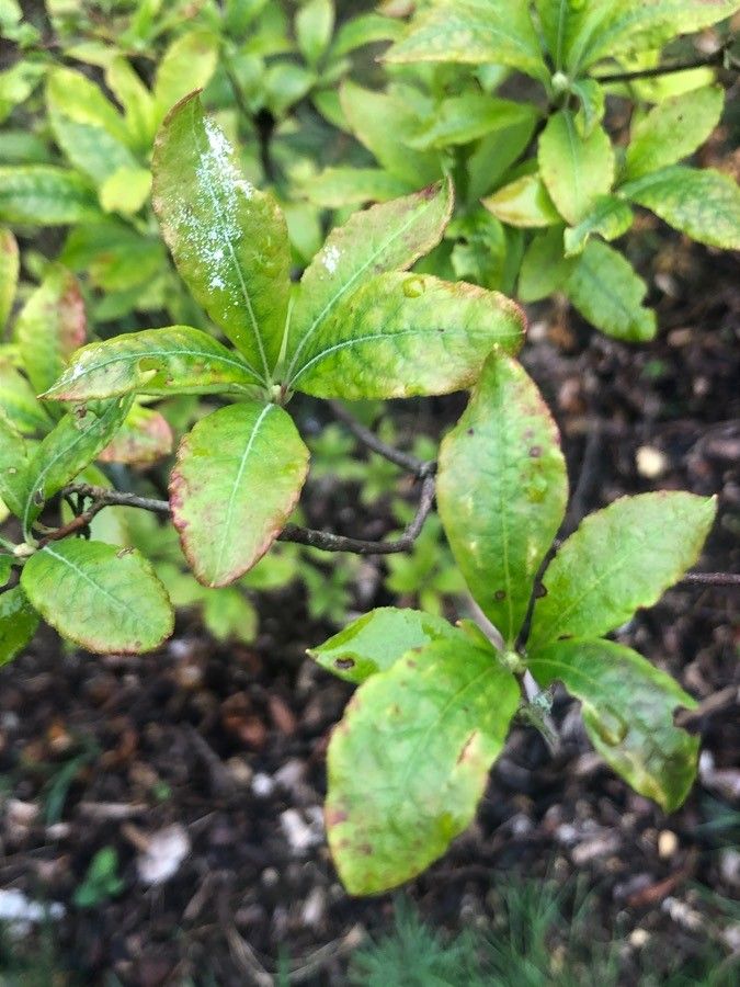 Rhododendron periclymenoides — search result for 'Rhododendron'