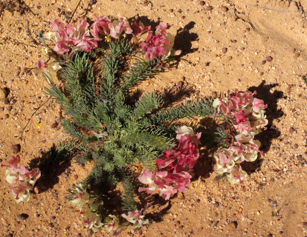 Lechenaultia macrantha habit