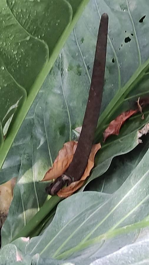 Anthurium hookeri flower