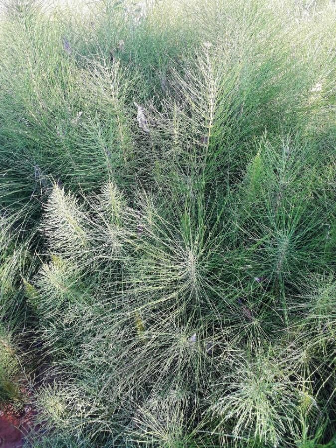 Equisetum telmateia leaf