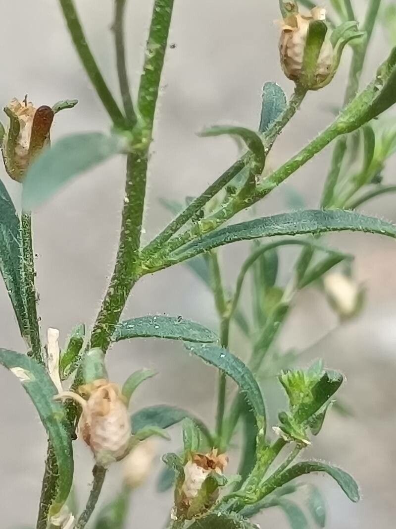 Chaenorhinum minus leaf