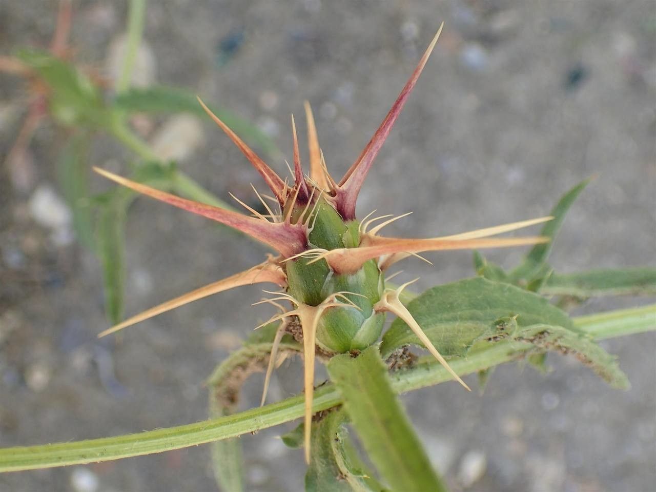 Centaurea calcitrapa fruit
