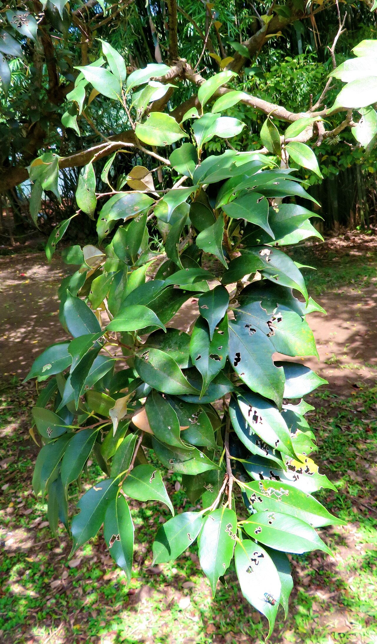 Castanopsis cuspidata leaf