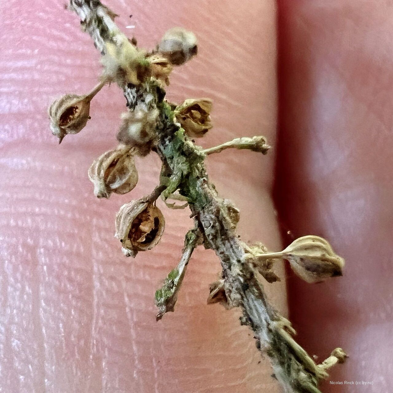 Oberonia equitans fruit