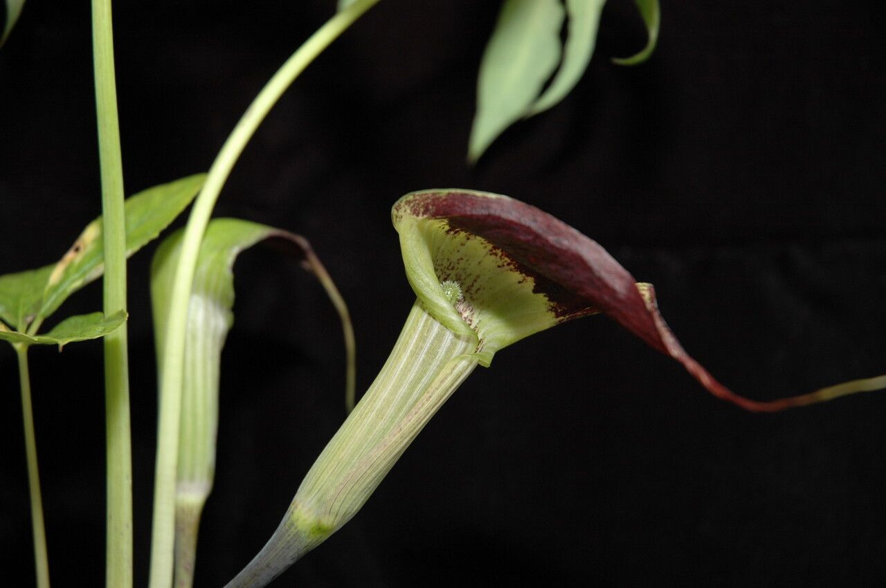 Arisaema echinatum flower
