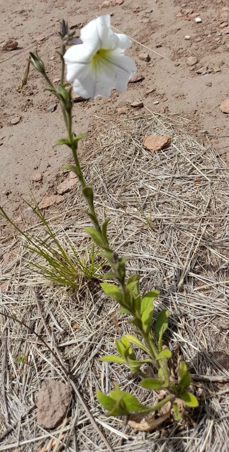 Petunia axillaris habit