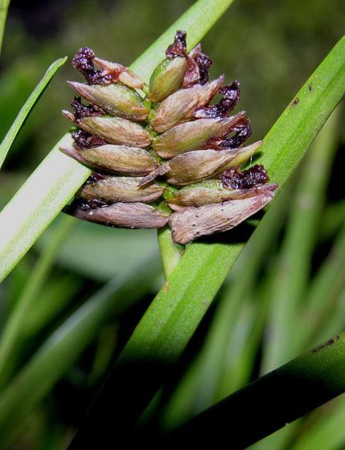 Elleanthus graminifolius fruit