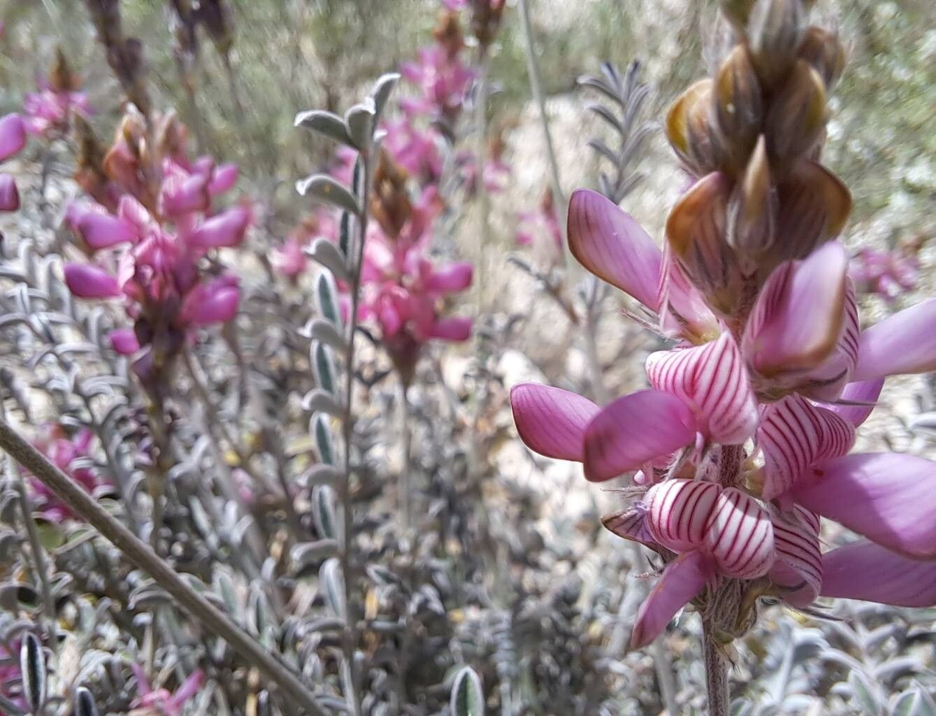 Onobrychis stenorhiza flower