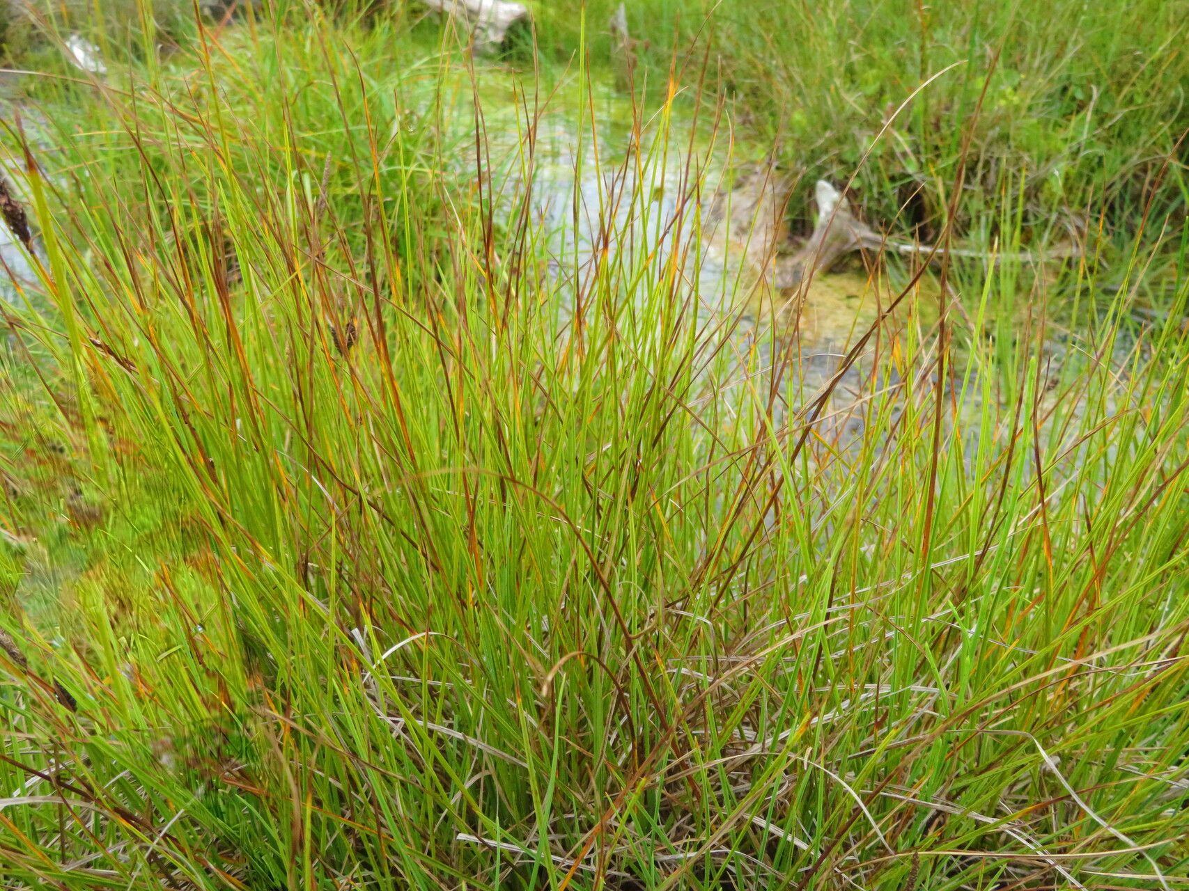 Carex heleonastes habit