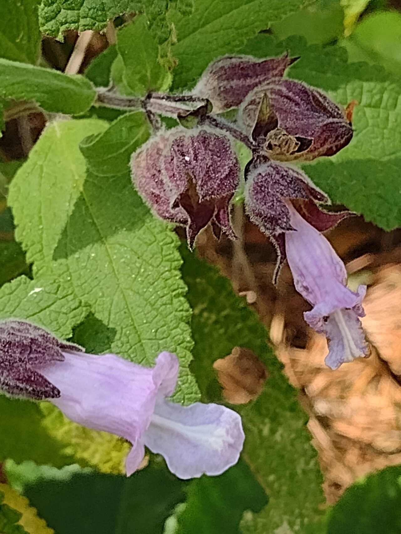 Lepechinia calycina flower