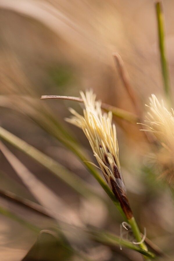 Carex humilis flower
