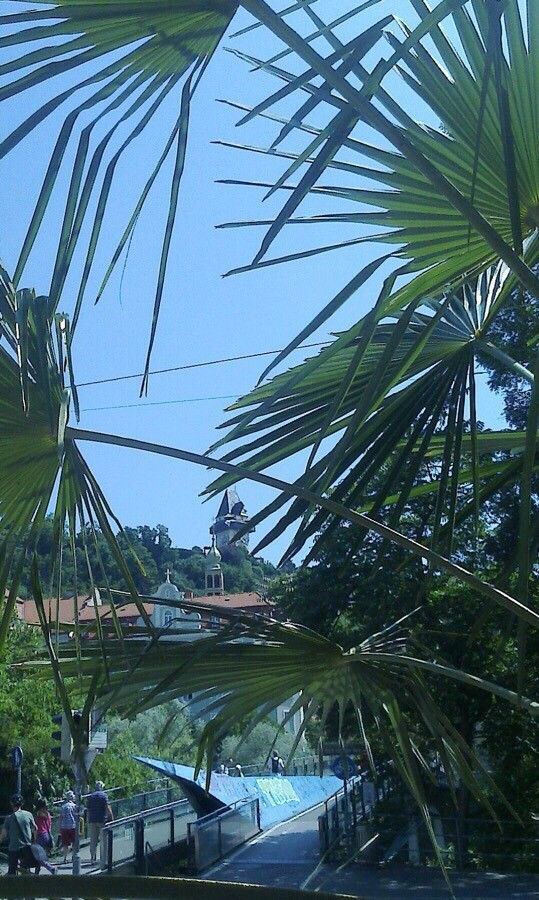 Livistona speciosa — search result for 'Arecaceae'