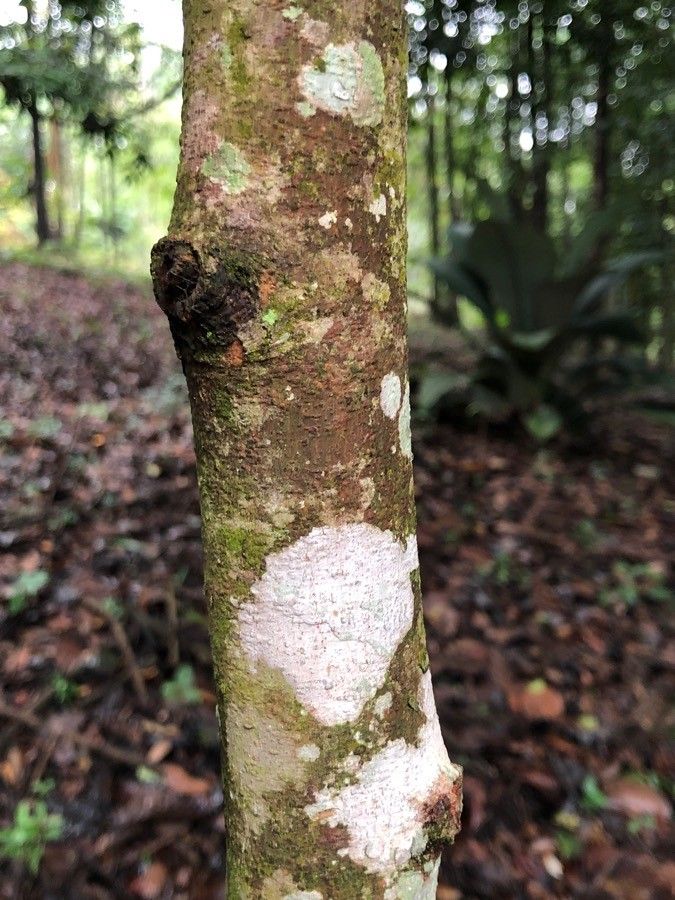 Dipterocarpus sublamellatus bark