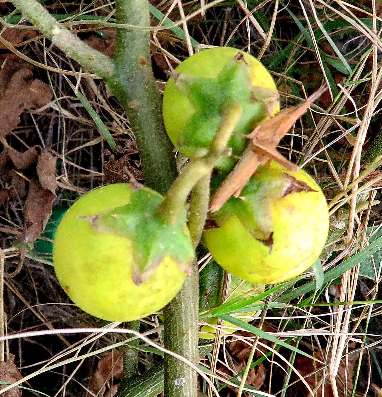Solanum rigidum fruit