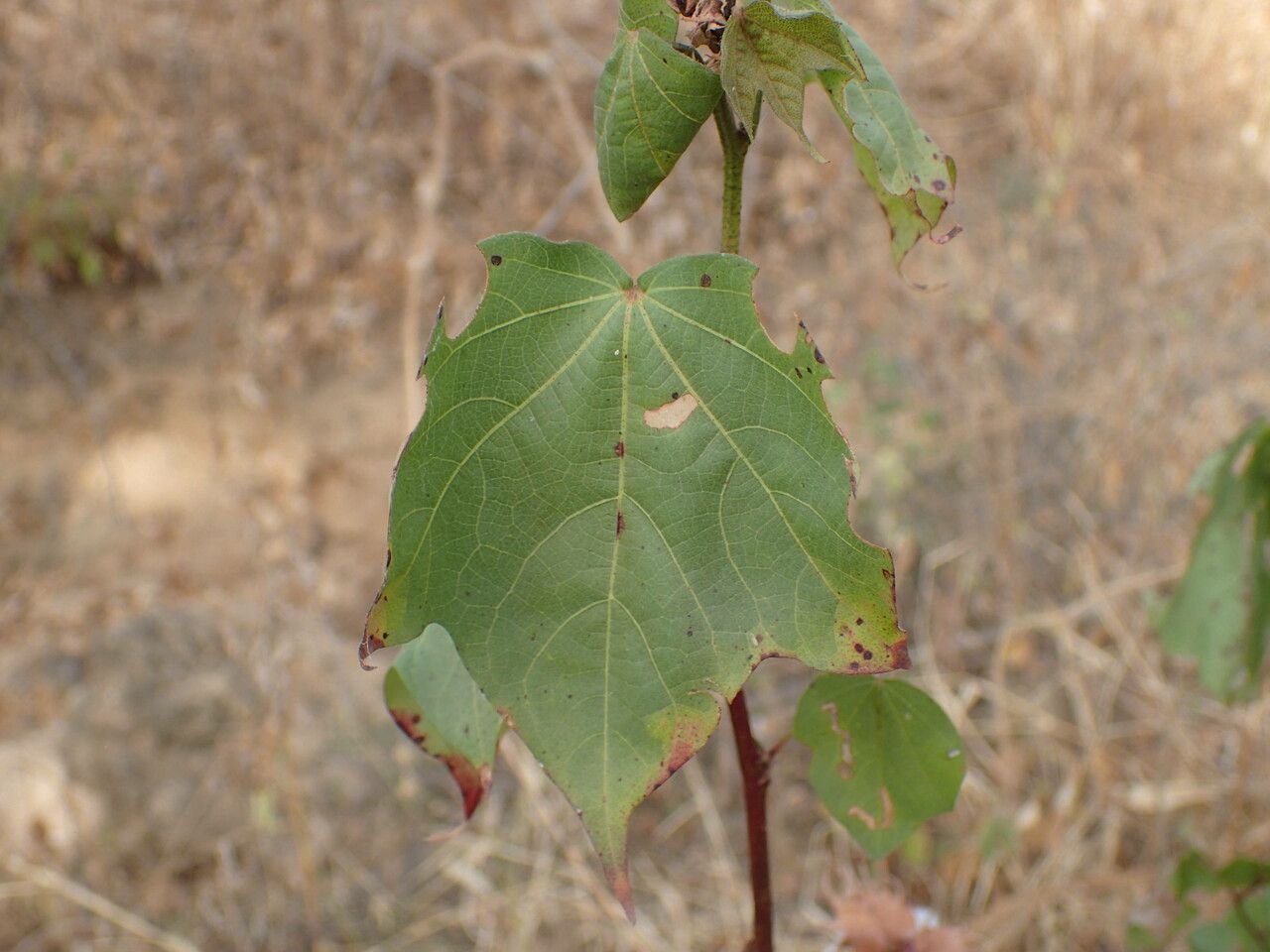 Gossypium barbadense leaf