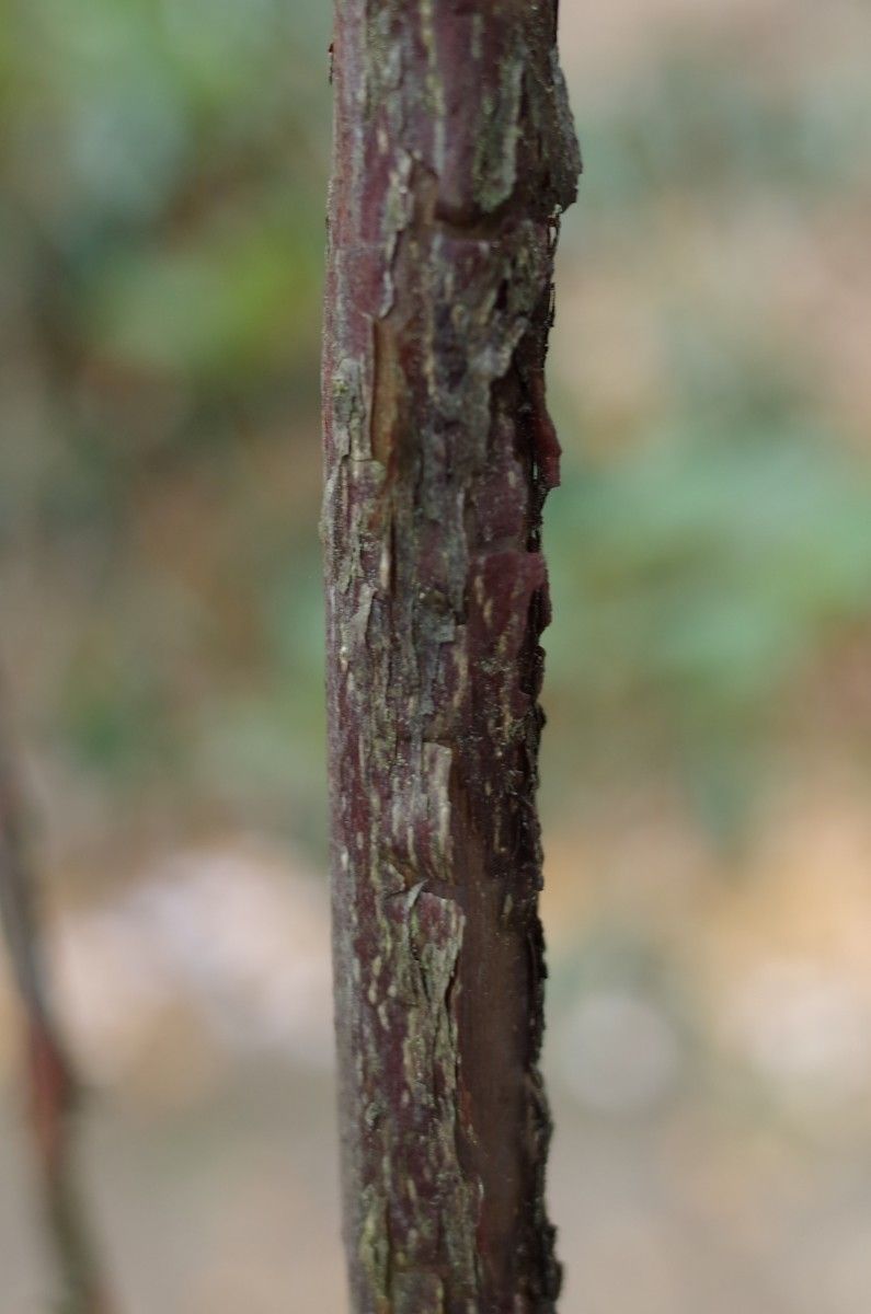 Rhododendron succothii bark
