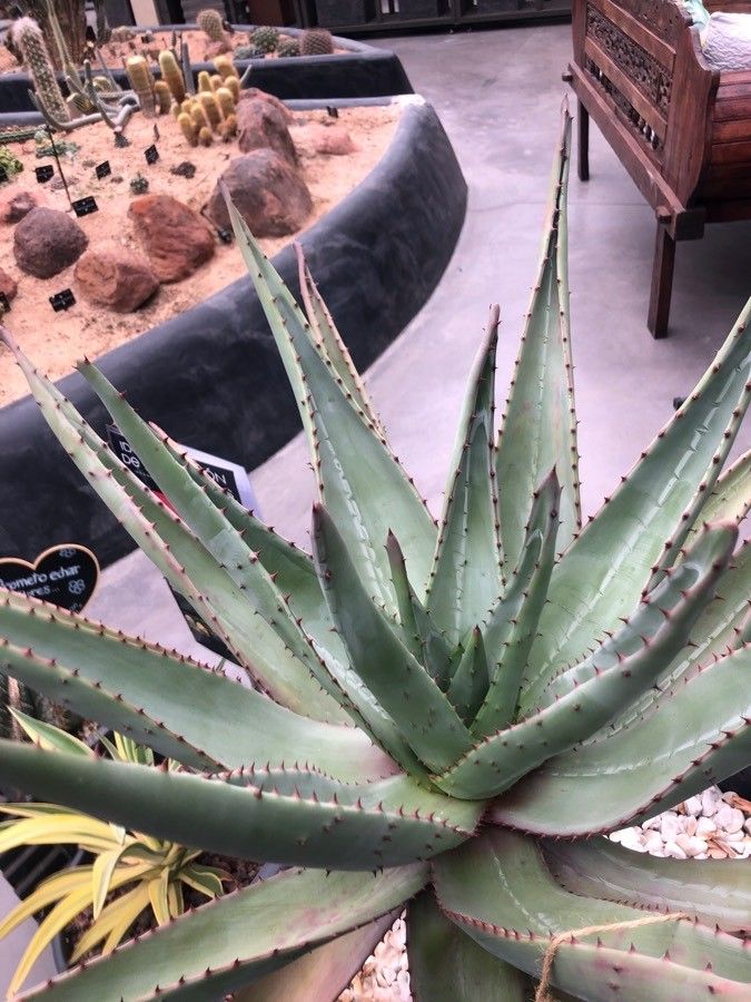 Aloe marlothii leaf
