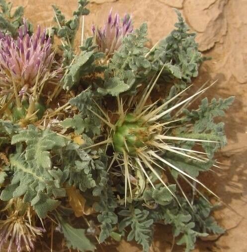 Centaurea pungens flower