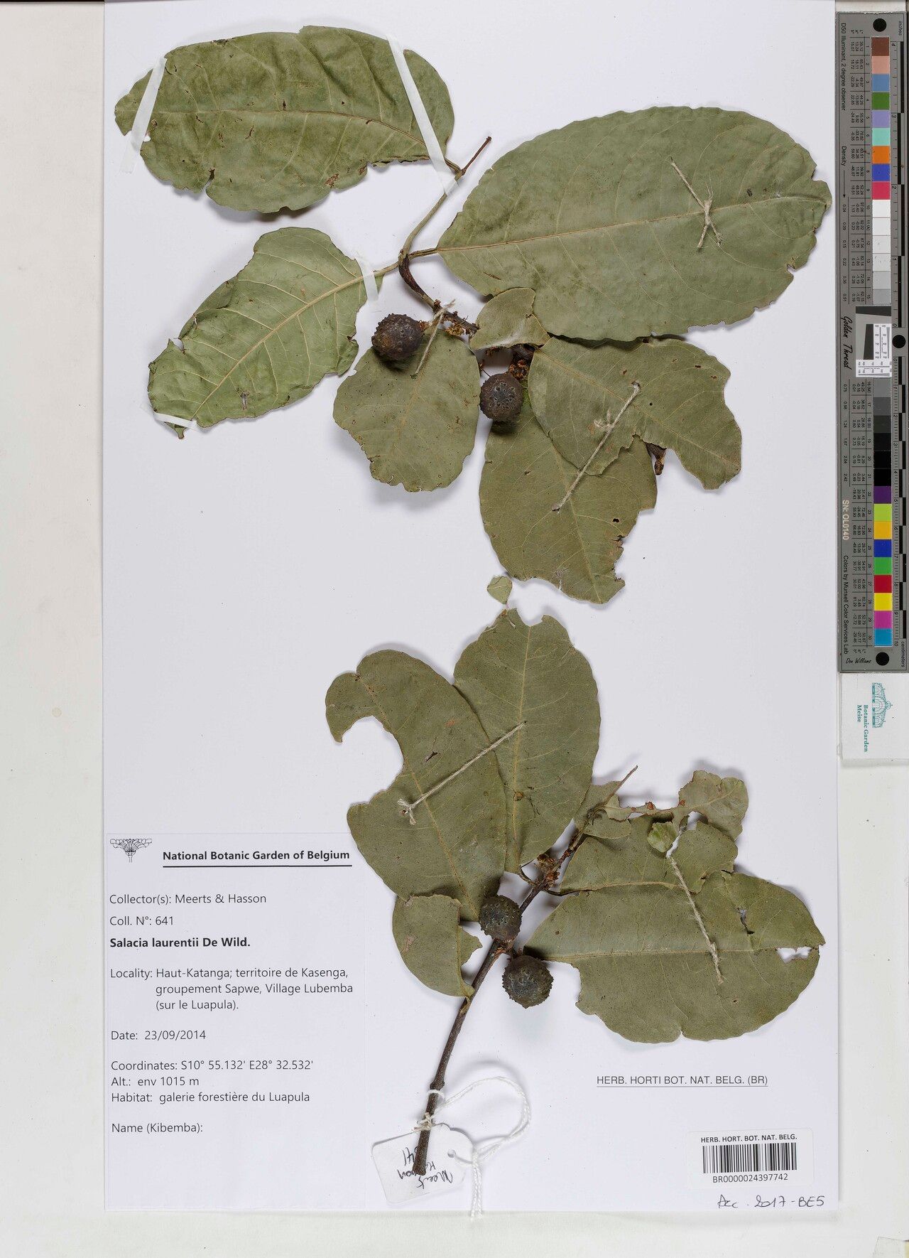 Salacia laurentii — houseplant care guide