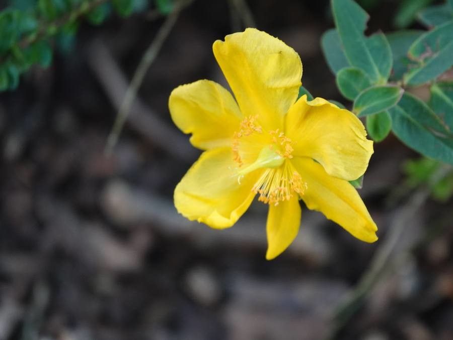 Helianthemum scoparium flower