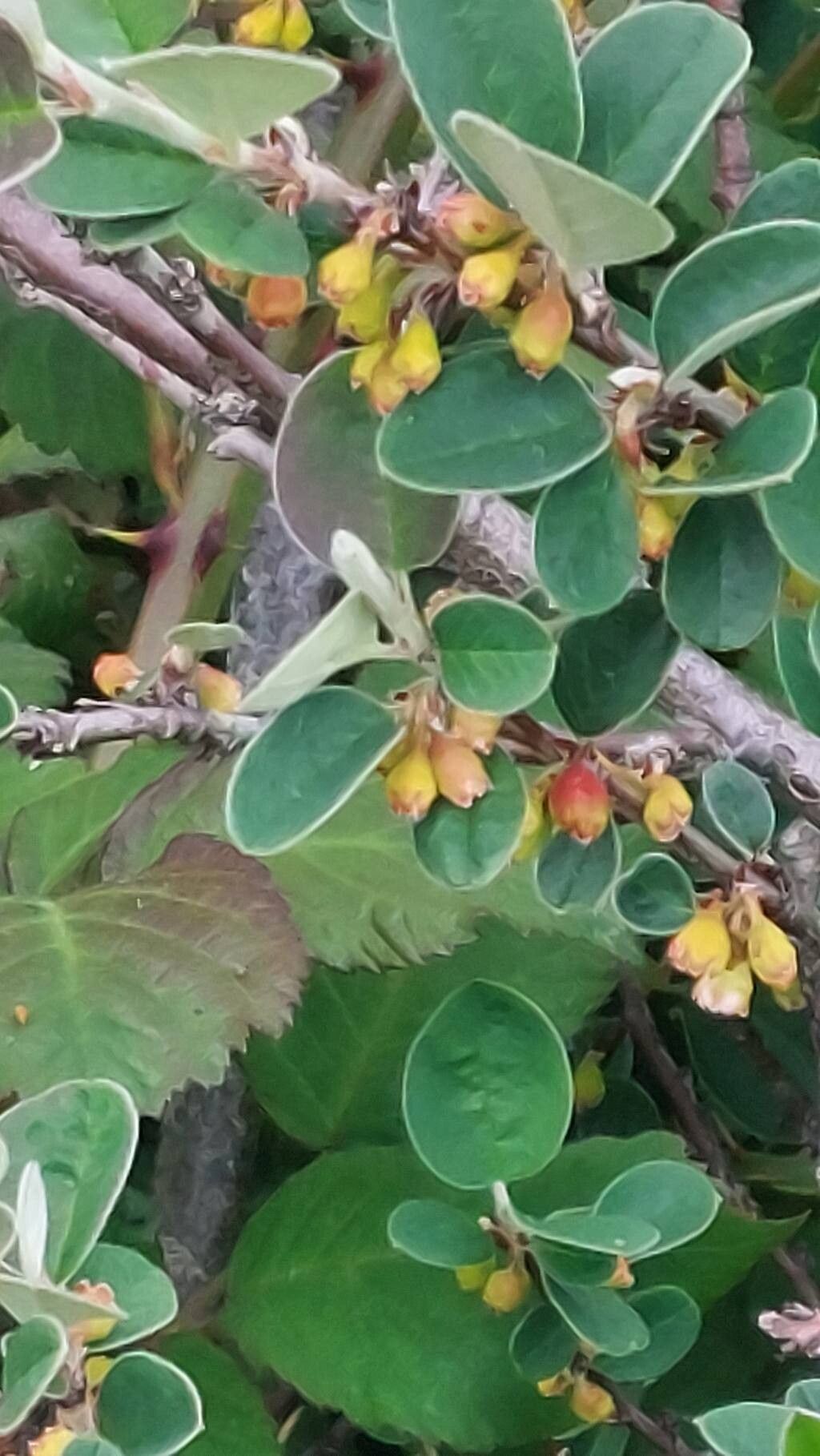 Cotoneaster cambricus — houseplant care guide