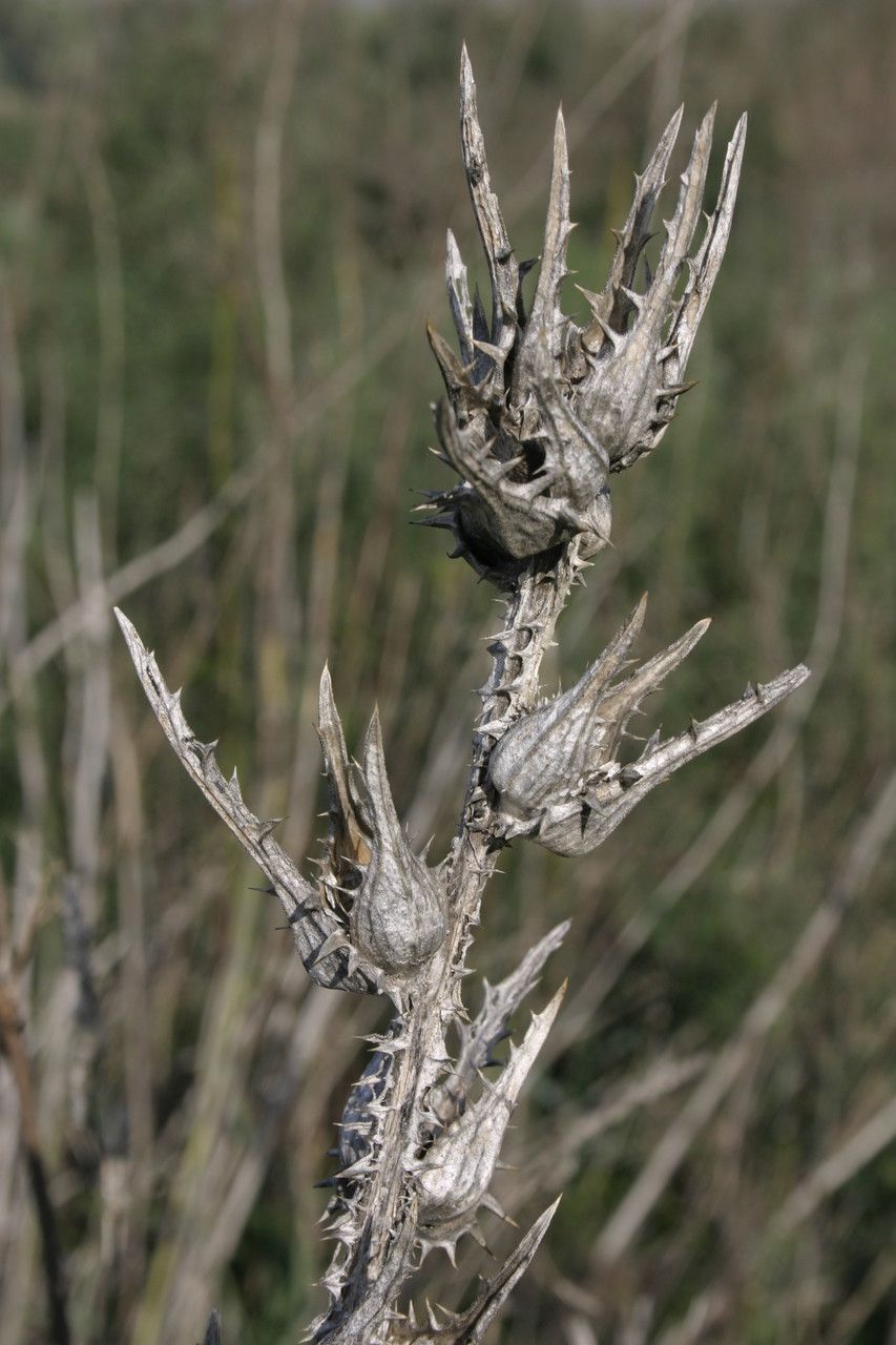 Scolymus grandiflorus fruit