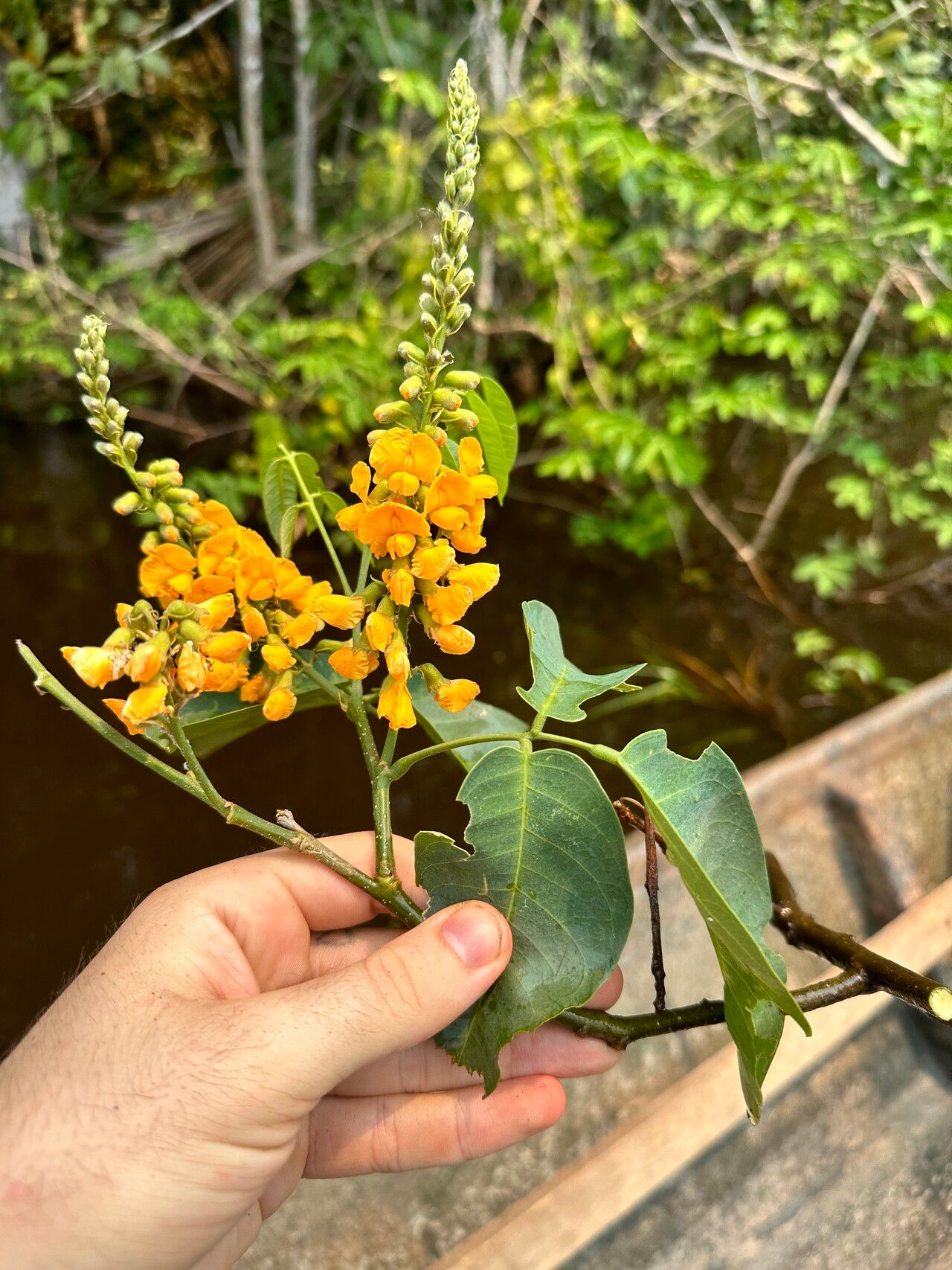 Pterocarpus amazonum flower