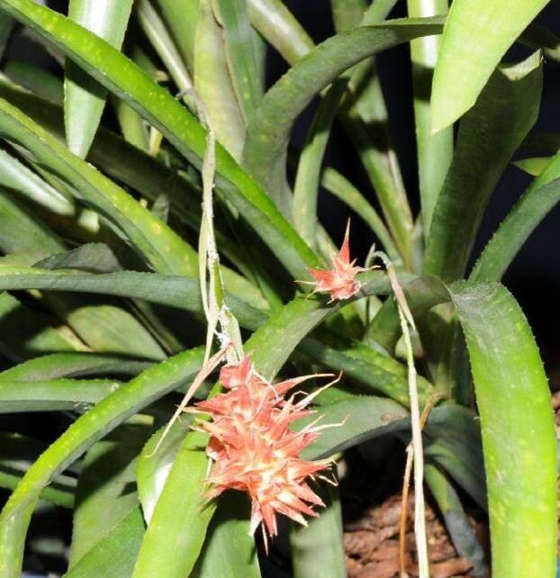 Quesnelia indecora — related species from the same genus