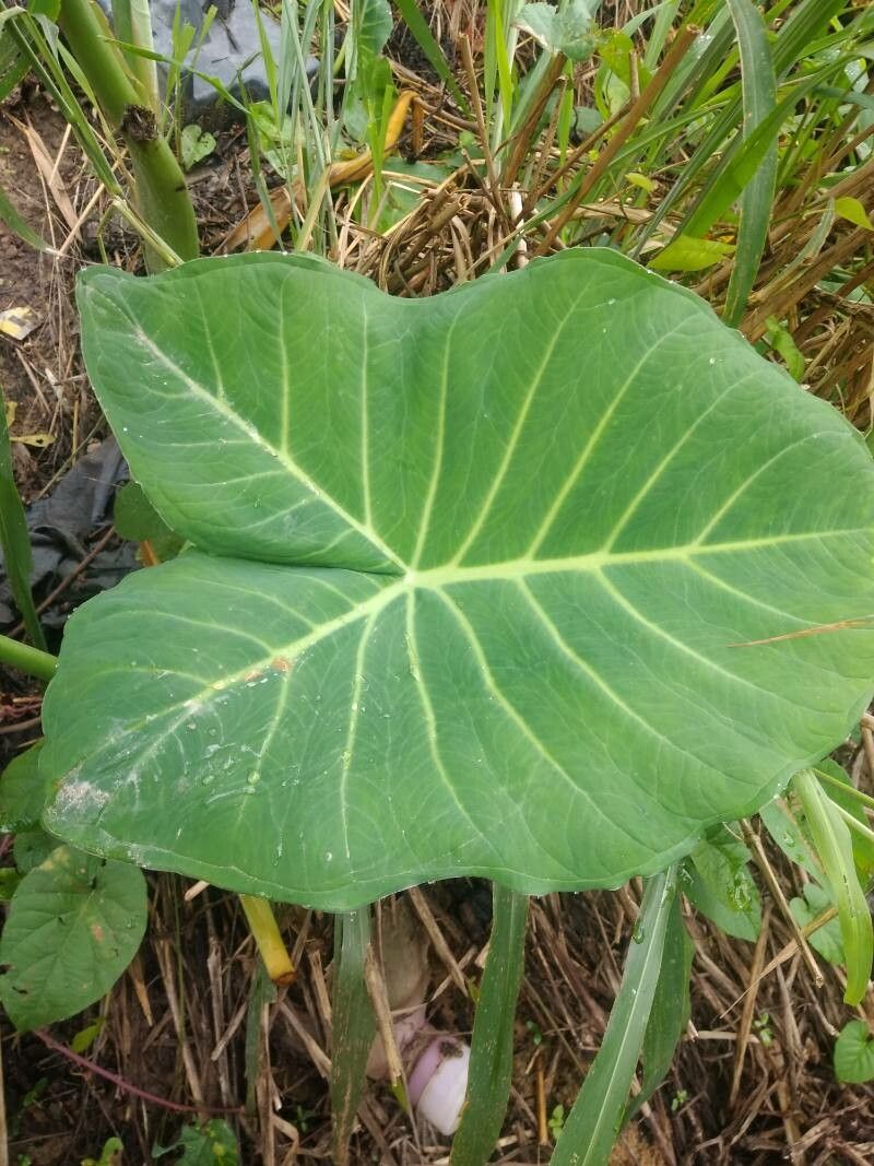Xanthosoma taioba leaf