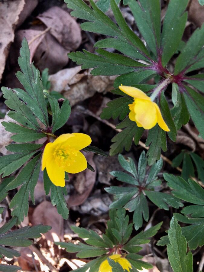 Anemone ranunculoides flower