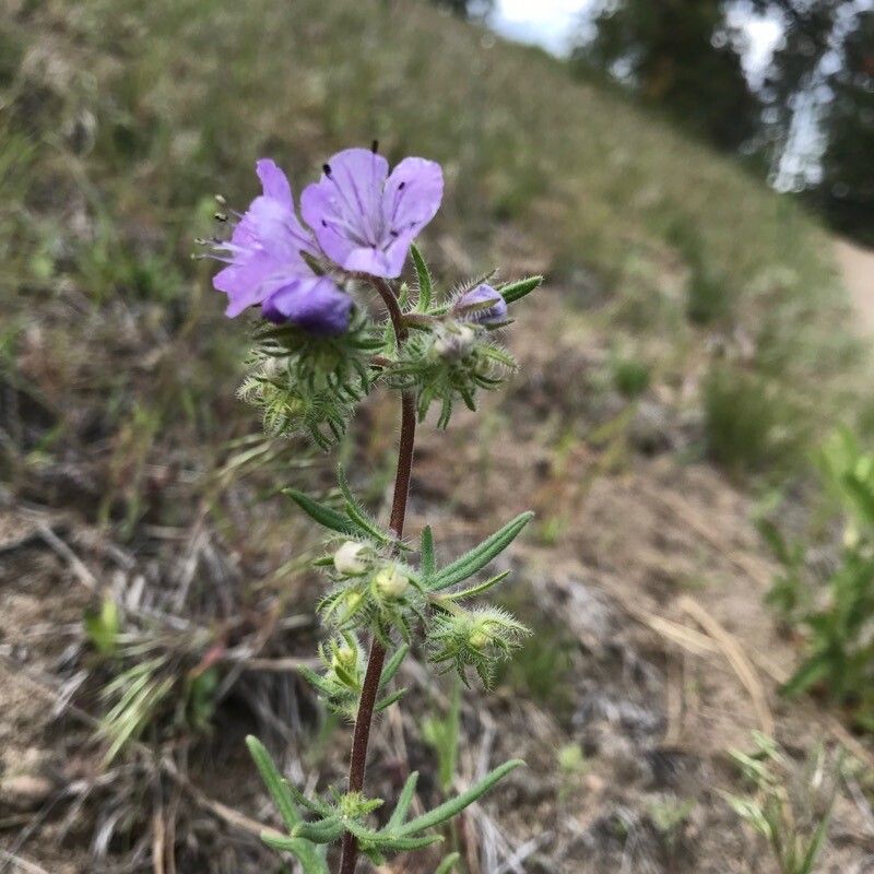 Phacelia linearis — search result for 'Phacelia'