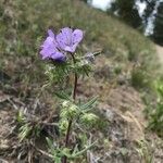 Phacelia linearis
