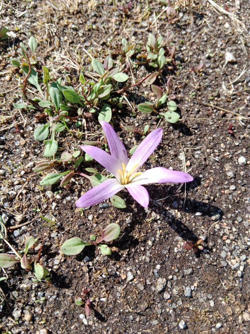 Colchicum filifolium — search result for 'Colchicum'