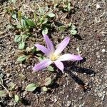 Colchicum filifolium