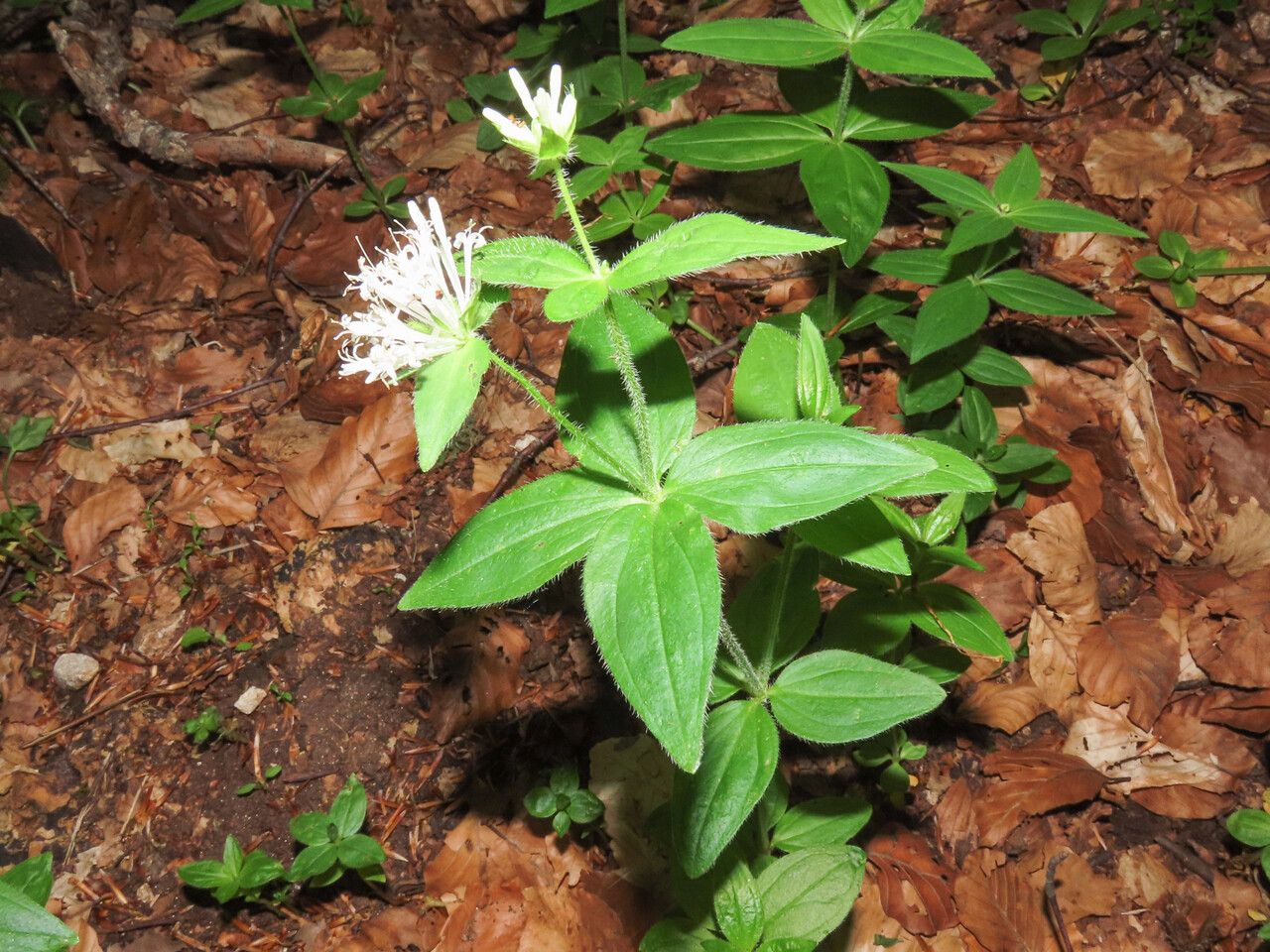 Asperula taurina habit