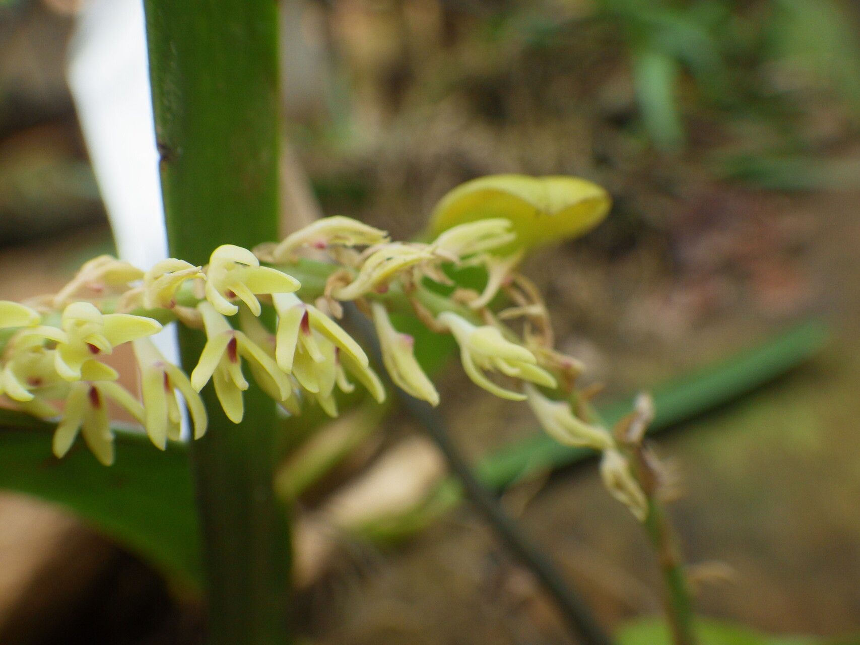 Bulbophyllum ivorense flower