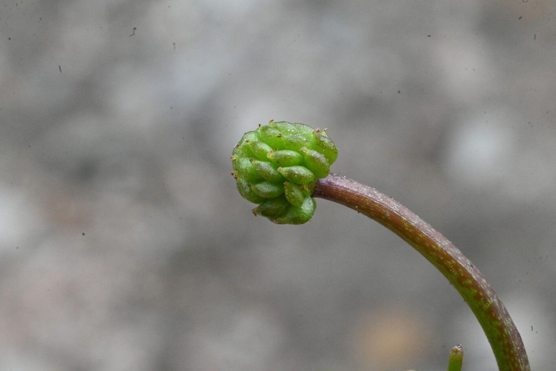 Ranunculus peltatus fruit