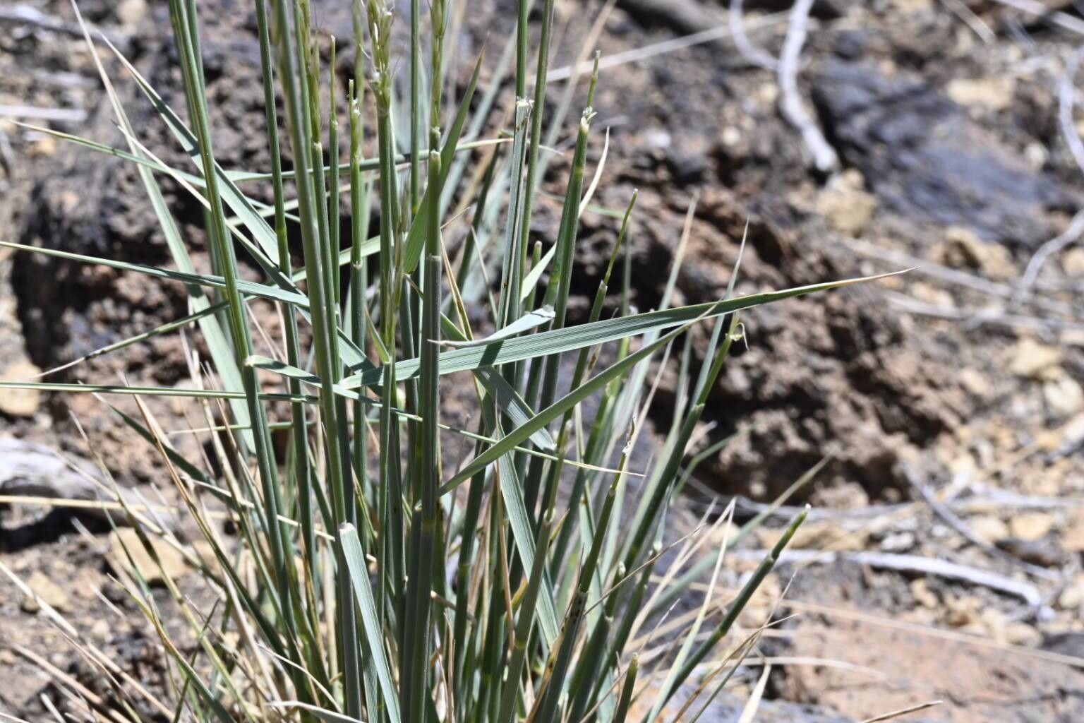 Arrhenatherum calderae — related species from the same genus