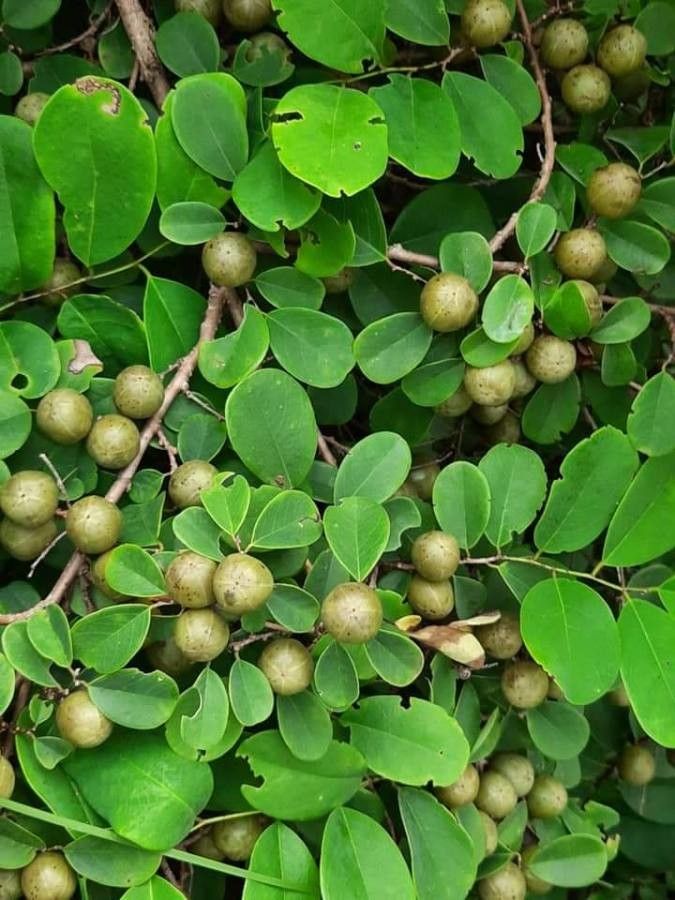 Cleistanthus collinus fruit