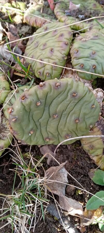 Opuntia humifusa — unique fruits houseplant