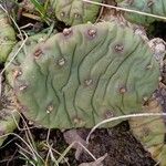 Opuntia humifusa