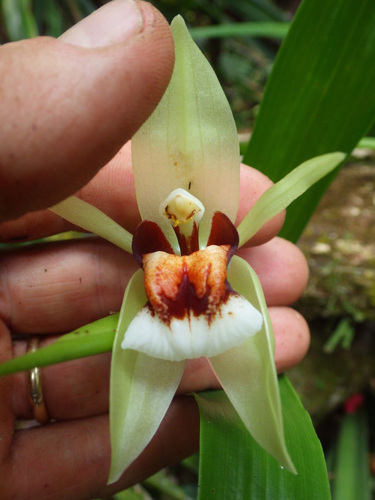 Coelogyne beccarii flower