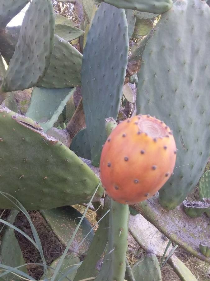 Opuntia triacantha fruit