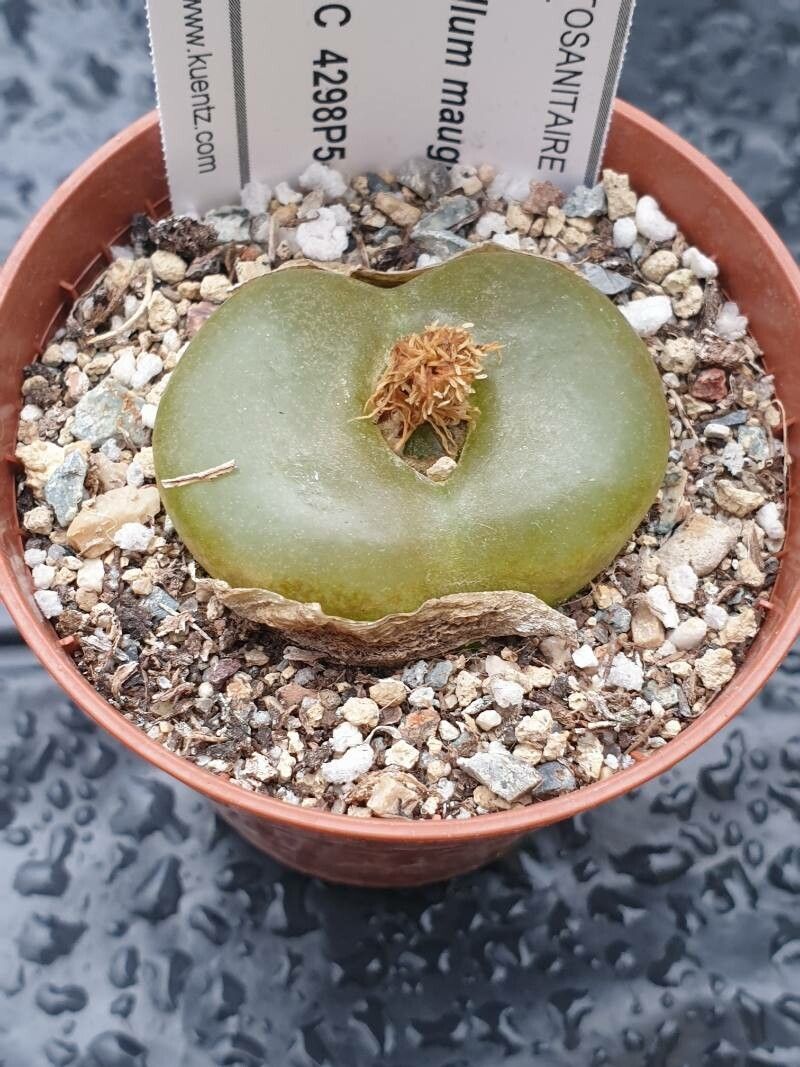 Conophytum maughanii — houseplant care guide