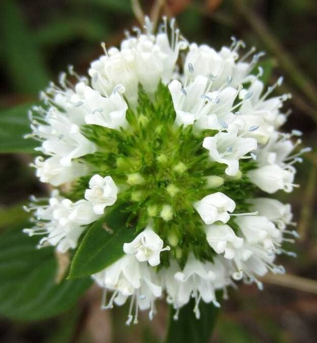 Spermacoce capitata flower