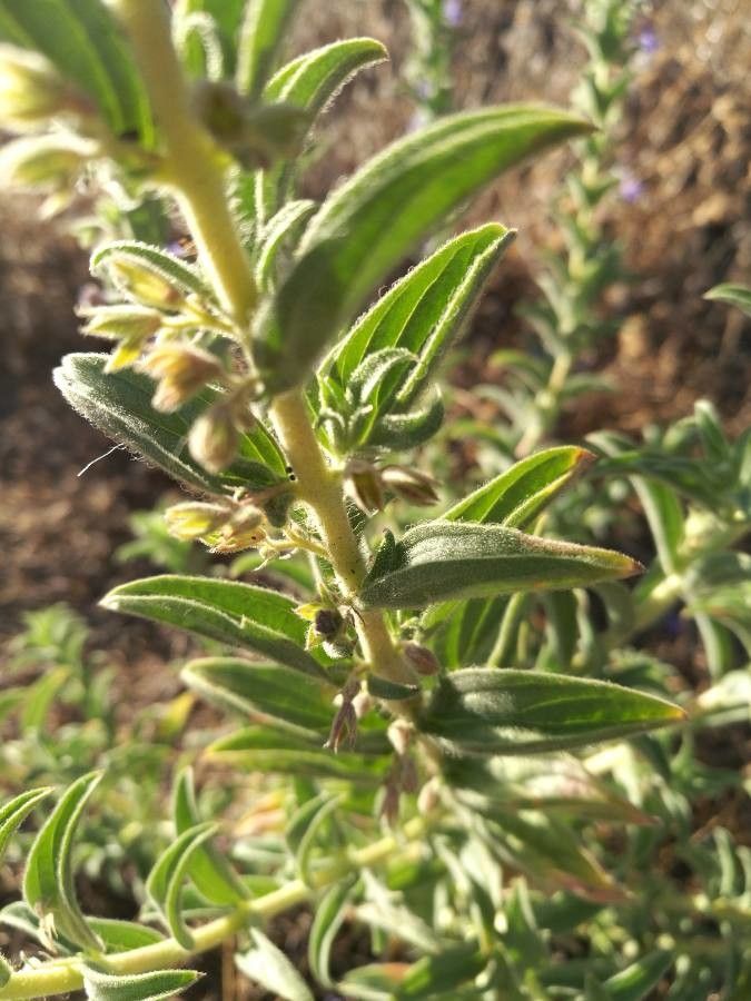 Trichostema lanceolatum — related species from the same genus