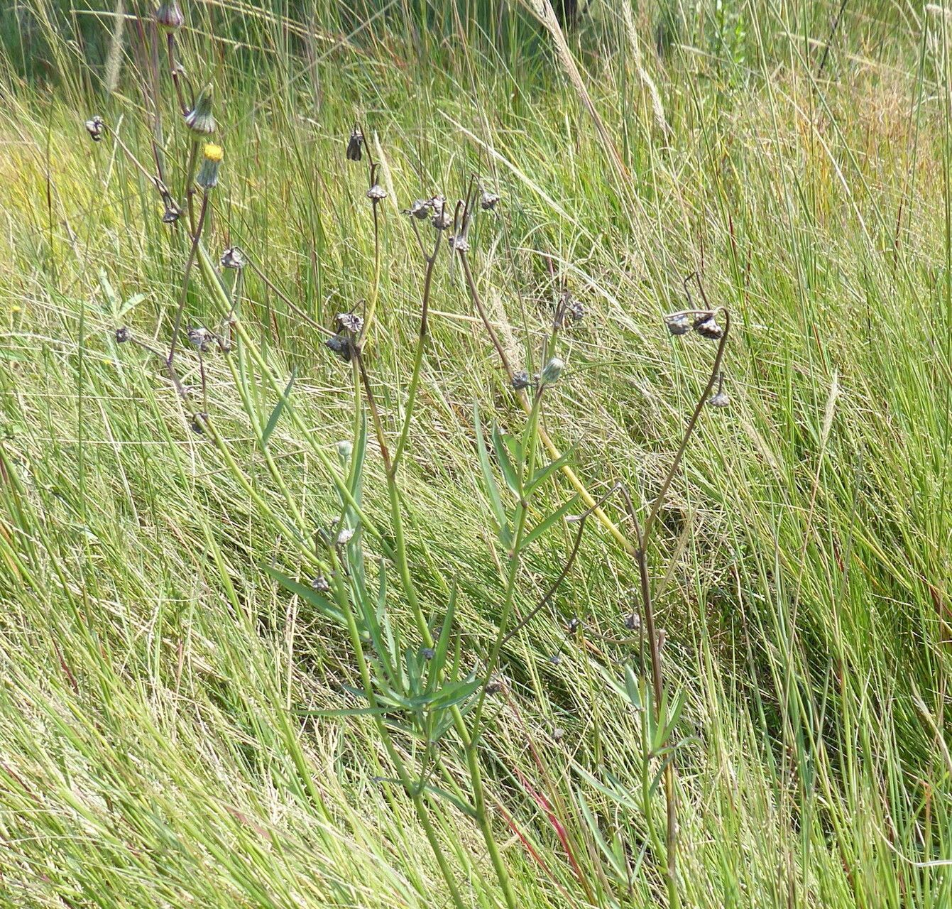 Sonchus dregeanus habit