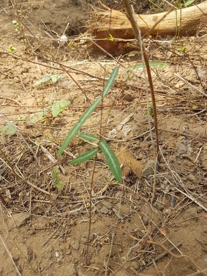 Hemidesmus indicus other