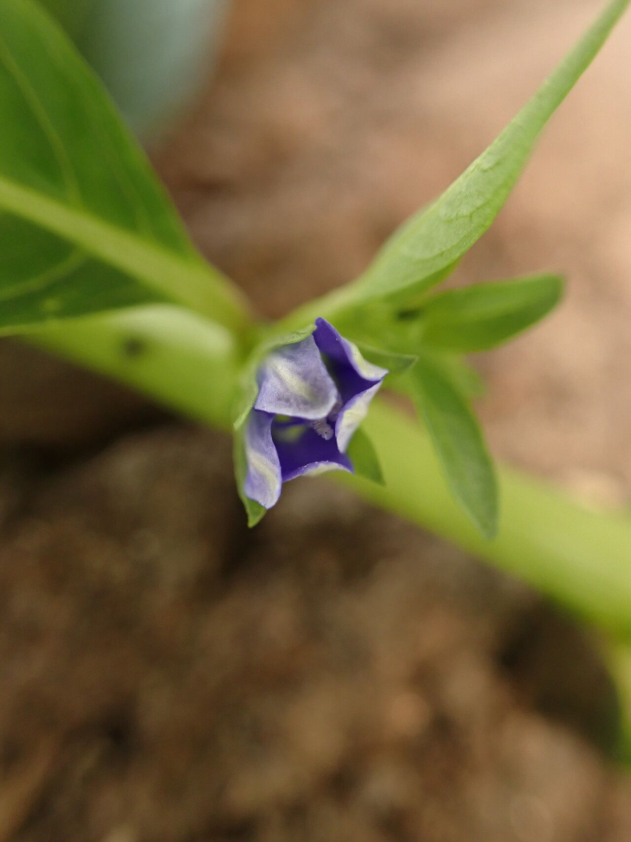 Hydrolea palustris flower