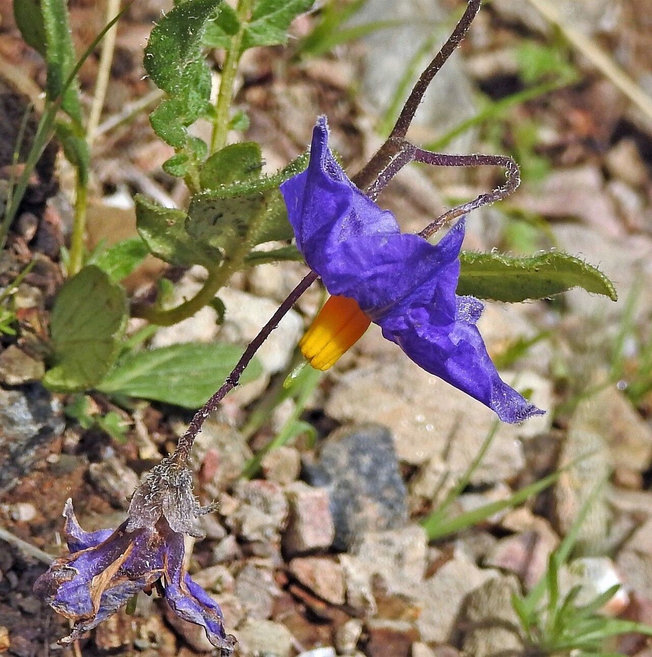 Solanum brevicaule flower
